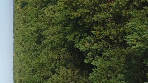 Vertical Video Flying Over a Coniferous Forest on a Sunny Day The Tops of Pine Trees