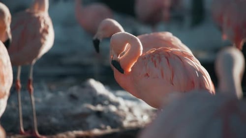 Bandada de flamencos rosados en el zoológico en invierno