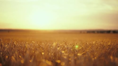 Beautiful Golden Sunlight Shining Over A Serene Summer Wheat Field