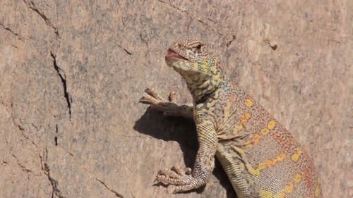 Ornate mastigure lizard on a rock