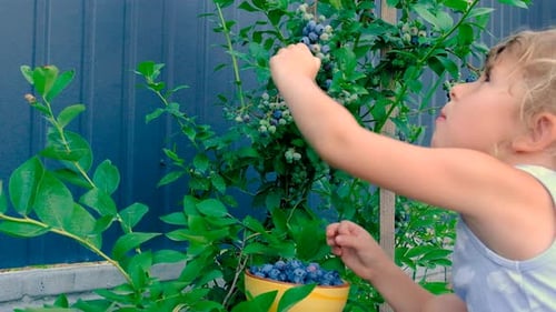 Blueberry Harvest in a Child Hands Selective Focus