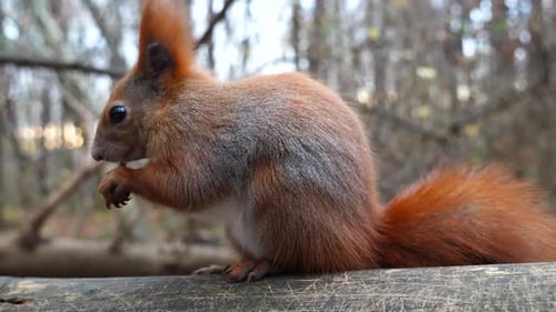 Wild Fluffy Squirrel Sitting at Wooden Branch Gnawing Nuts at Forest Cute Brown Rodent Eating Found