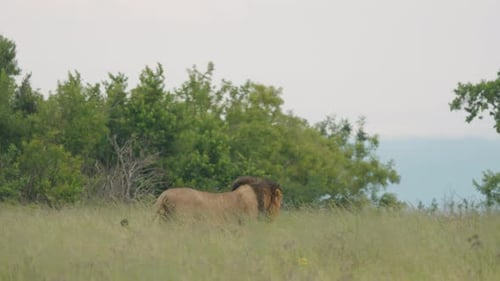 Majestic Lion Standing in Grassy African Savannah