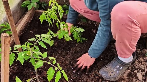 Woman planting tomato seedlings by hand in soft soil of a garden bed