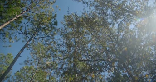 Looking up at trees in the forrest