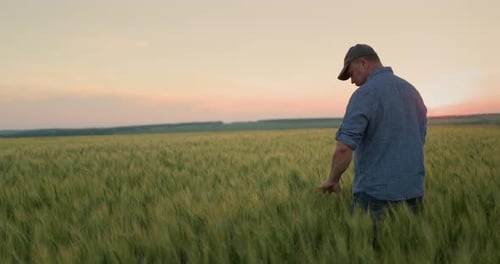 Alone Farmer in a Field of Wheat Touches the Ears with His Hand Rear View