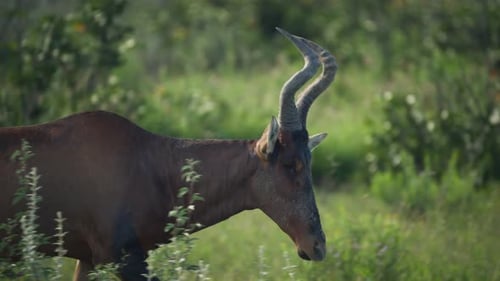 Profile of a Wild Red Hartebeest with Unique Curved Horns Gracefully Walking Through Lush Green