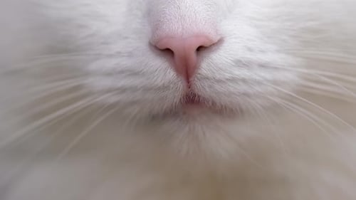 Close Up of a White Cat's Nose