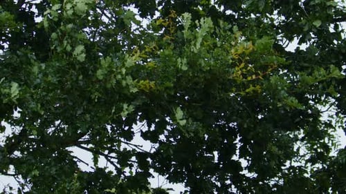 Green Tree Leaves Rustling in the Wind