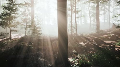 Rays of Sunlight Falling Into a Misty Forest