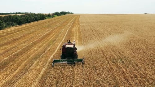 Aerial Drone View Harvester Working in Wheat Field Harvesting Combine Machine Cutting Cultivated