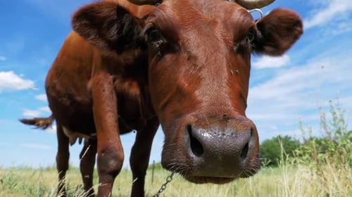 Beautiful Gray Cow Grazing on Meadow and Smelling the Camera on Sky Background Slow Motion