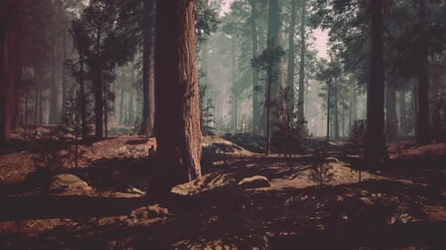 Majestic Sequoia Forest A Vast Canopy of Towering Trees Dark Forest