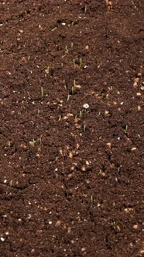 Wheatgrass Growing Time Lapse. Vertical video.