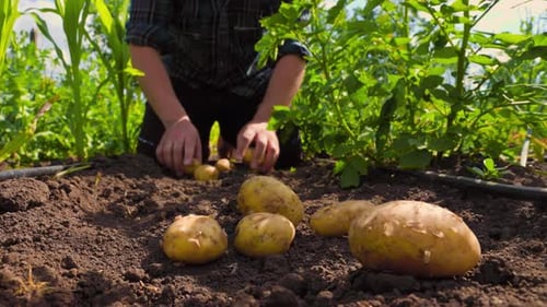 Person Planting Potatoes in Fertile Garden Soil