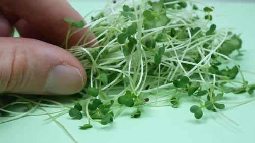 Close up Germinating Microgreen