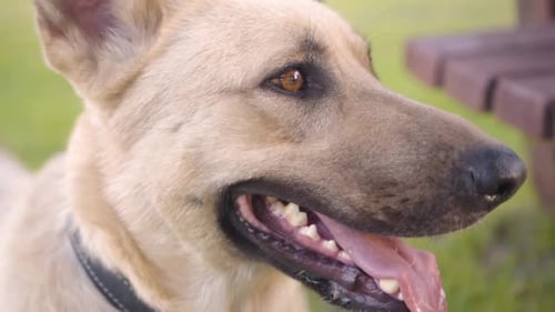 Close up of a dog breathing in the park