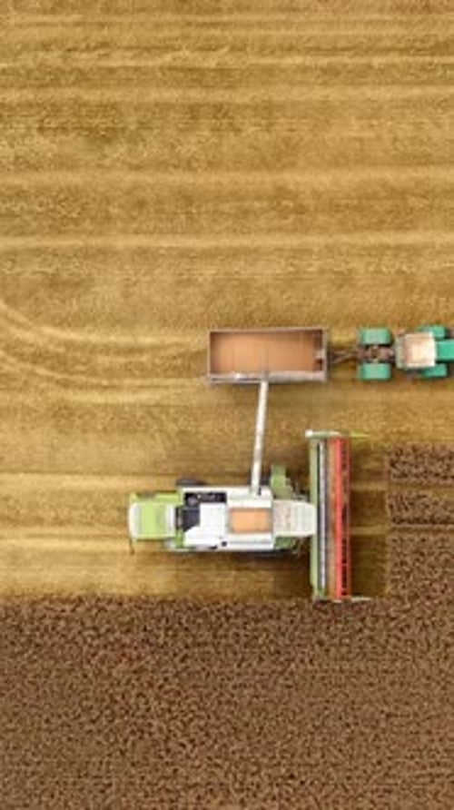 Harvester machine and tractor on yellow field. Combine is pouring ripe grains into the trailer.