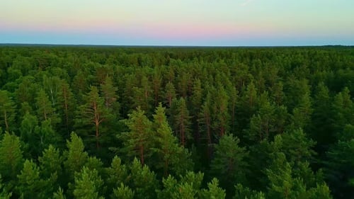 Aerial view of dense evergreen forest at sunset