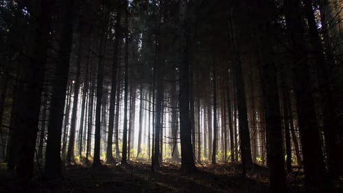 Dark Forest, Woods