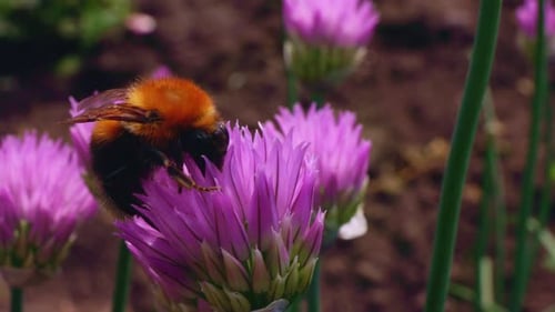 Bee Pollinates Purple Flowers in a Vibrant Garden on a Sunny Day