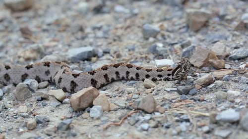 Camouflaged Snake Lying on Rocky Ground
