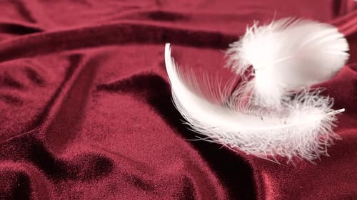 White swan feathers fall on burgundy velvet. Slow motion.
