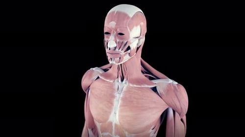 Human muscular system rotating to show neck and upper back anatomy