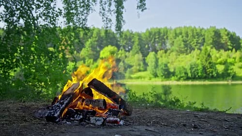 Feu de camp dans la forêt