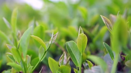 A close-up view of green tea plants (Camellia sinensis)