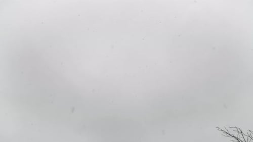 Gentle Snowfall with Bare Tree Branches