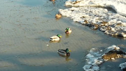 Ducks in cold Baltic Sea