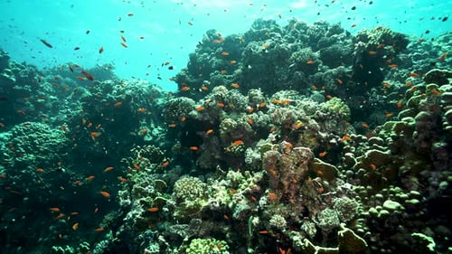 Vibrant Coral Reef with Abundant Small Fish