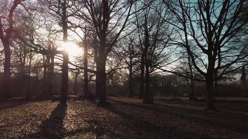 Dolly fotografierte die Silhouette eines Baumes bei Sonnenuntergang und Sonnenaufgang an einem klaren Tag