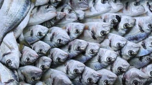 Closeup on hundreds of frozen fish arranged neatly in crate ready for market