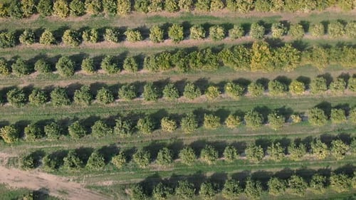Fruit orchard with green blossoming trees. Citrus lemon and orange plantation