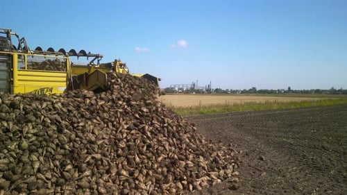 Kombinieren Sie die Zuckerrübenernte aus der Luft