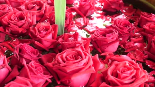 Bunch of Beautiful Fresh Blooming Red Roses, Close Up