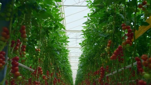 Inside rows of hydroponic cherry tomato greenhouse