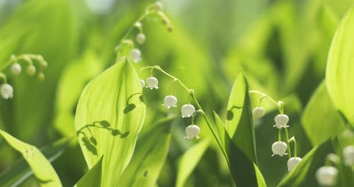 Blooming Lily of Valley in Spring Forest