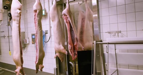 Pigs hanging on hooks in big industrial laughterhouse in Denmark