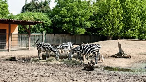 A herd of zebras eats food in a zoo enclosure. Exotic zebra animals walk in a spacious zoo.