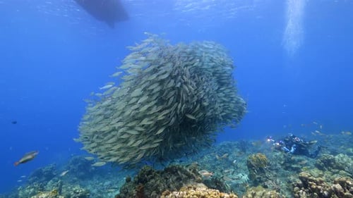 Underwater School of Fish Swarming with Diver