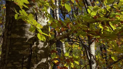 Trunk of a tree and yellow leaves in forest, Autumn background copy space