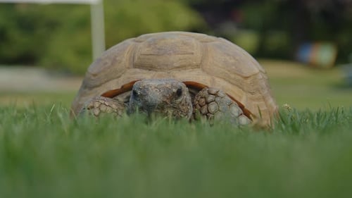 Majestic HundredYearOld Turtle Grazes On Grass At Halifax Zoo Outdoors