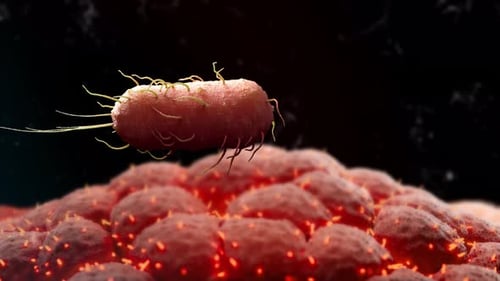 Bacteria and Cell