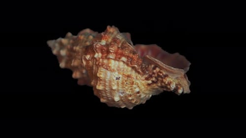 Coquille d'escargot de mer isolée sur fond noir