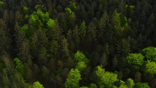 Aerial View of Green Forest with Dirt Road Visible Through the Trees