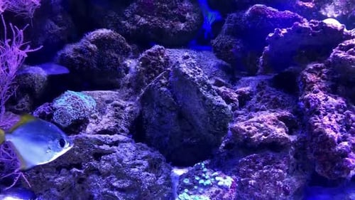 Golden Pterophyllum scalars float underwater over the seabed and reef. Exotic tropical Angelfish