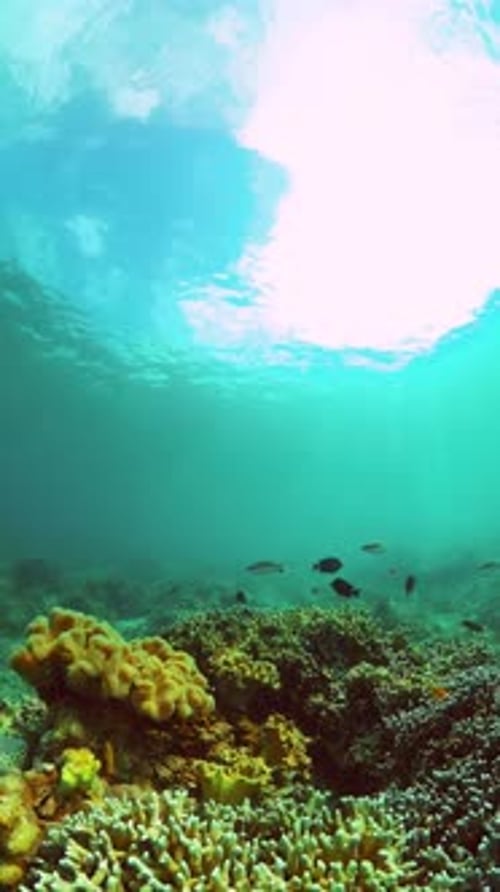 Vibrant Coral Reef Ecosystem with Swimming Fish